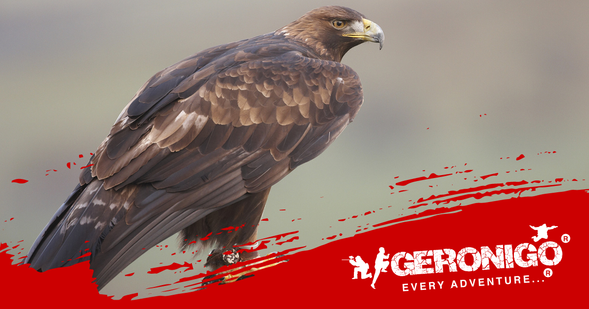 Birds of Prey Dorchester, Dorset | Weymouth | Geronigo